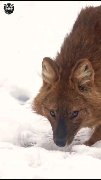 Хитрый, как лисица: Красные волки #wolf #animals #животные #fox #волк # ...