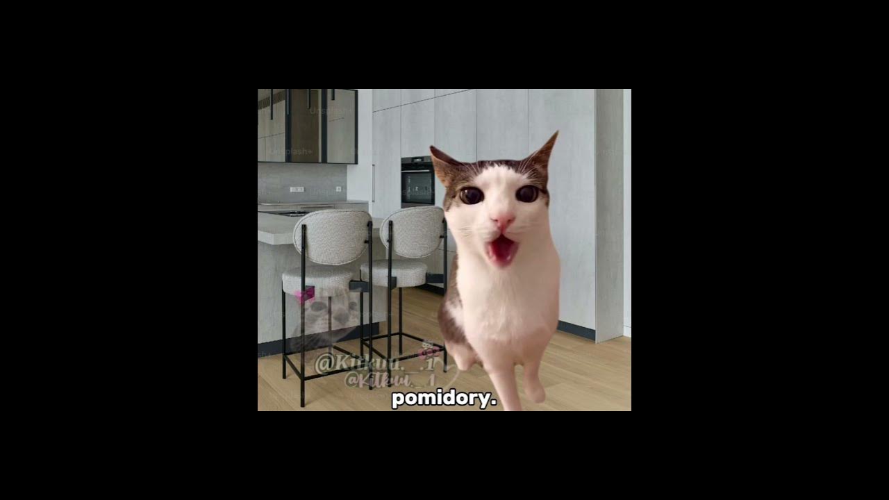 Piosenka o gotowaniu 😂 #cats #śmieszne#greenscreen #cat #trend#memes#funny#memy #catmeme