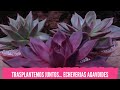 Trasplantemos juntos...    Hoy, Echeverias agavoides