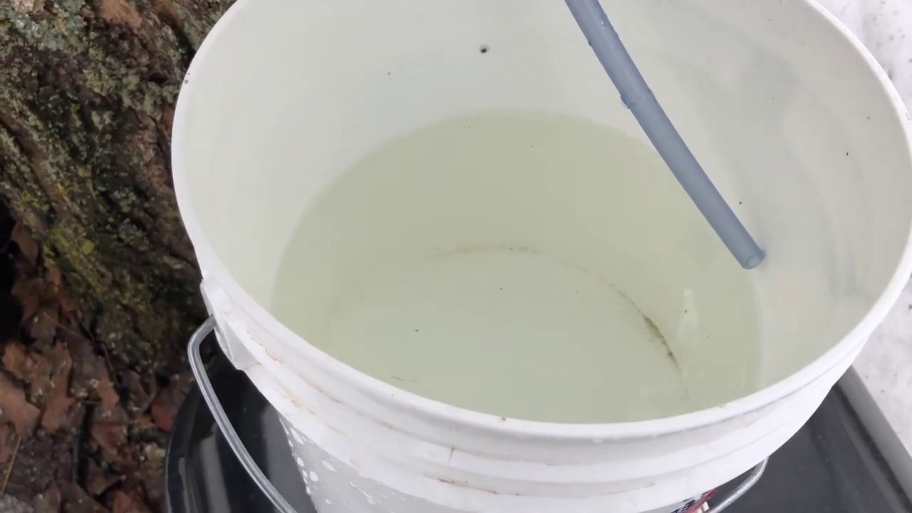It’s a joint effort - Tapping trees in the deep snow