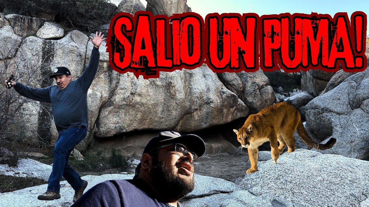 UN PUMA ASUSTO FUERTEMENTE AL PROFE @SonoraSurvival  -  Num 135