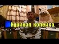 Доход от КУР НЕСУШЕК // Куриная копейка // Жизнь в деревне