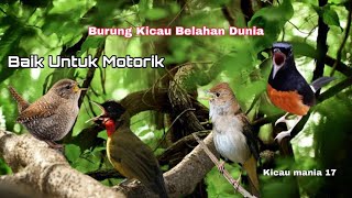 BURUNG ENDEMIK BELAHAN DUNIA Rasakan Sensasi di alam liar