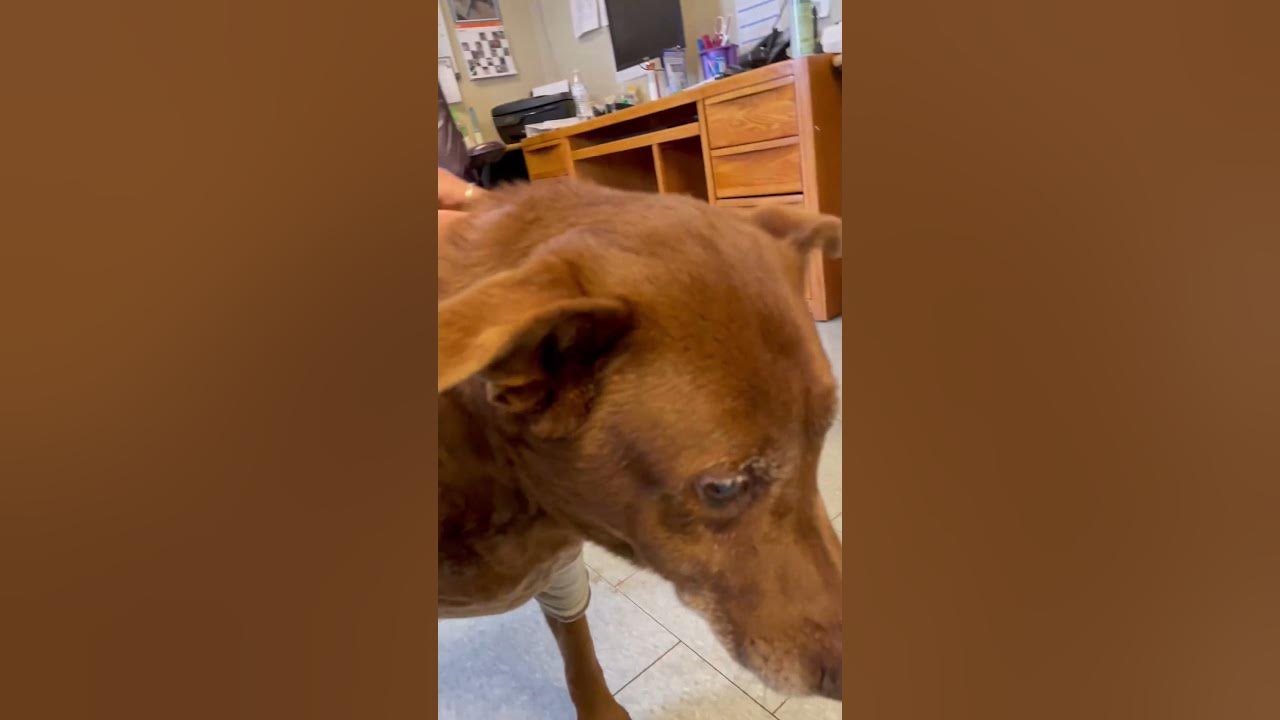 Cass 23305 Los Banos Animal Shelter (large dog test) YouTube