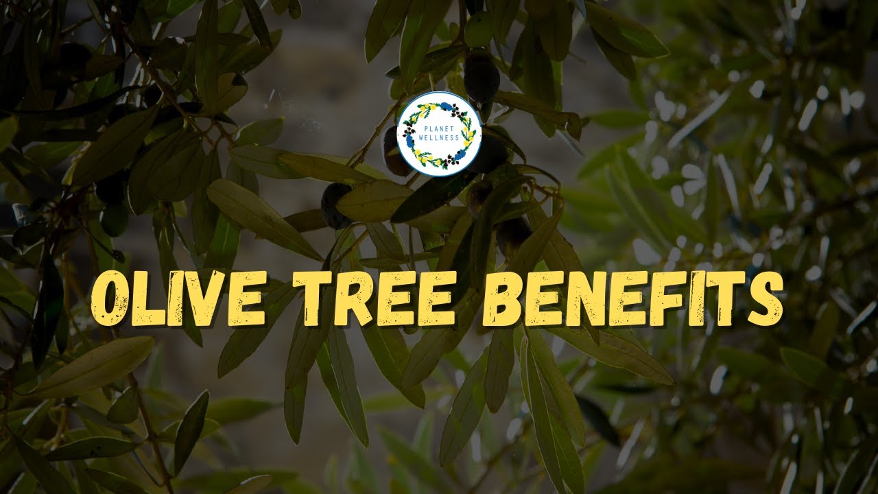 Olive Tree Benefits 🫒 🍃 YouTube