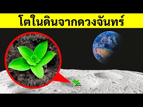 วีดีโอ: ดวงจันทร์ปลูกอะไร?