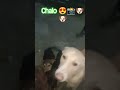 Chalo # viral #funny video 📸🐶😍😍🤗🤗💯