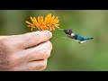 The smallest bird on the Earth   bee hummingbird