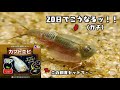 カブトエビ飼育セット、セッティングからの20日間を6分43秒にまとめてみた。