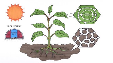 About Hortau Precision Irrigation Management