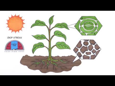 Hortau video