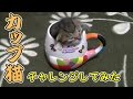 【第7話】憧れのカップ猫をやってみた(面白い&可愛い子猫)