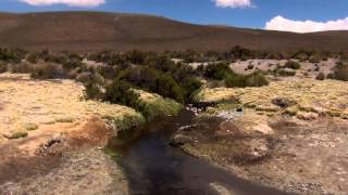 Colchane - Putre, Salar de Surire