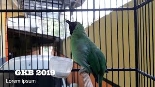 NGERI !!!!!! suara CUCAK IJO MENJERIT, BIKIN MERINDING