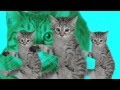 Best kittycat song official feat grumpy cat