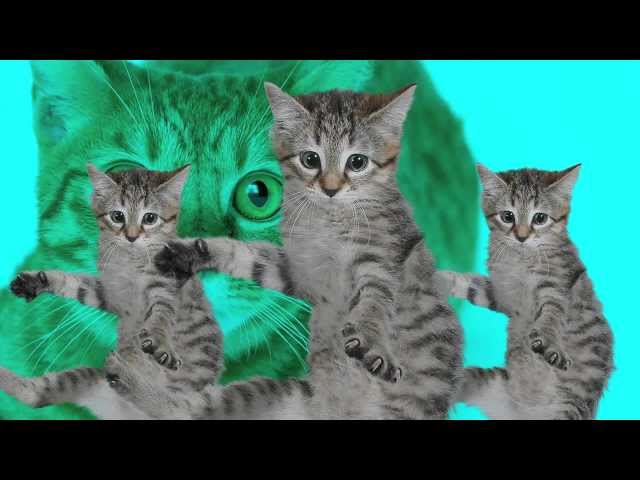 Best Kittycat Song [OFFICIAL] feat. GRUMPY CAT class=