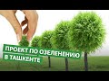 В Ташкенте запустили проект по озеленению столицы