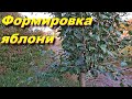 Переформировка яблони способом прививок