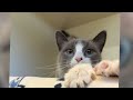 Mina- PHS Pet of the Week