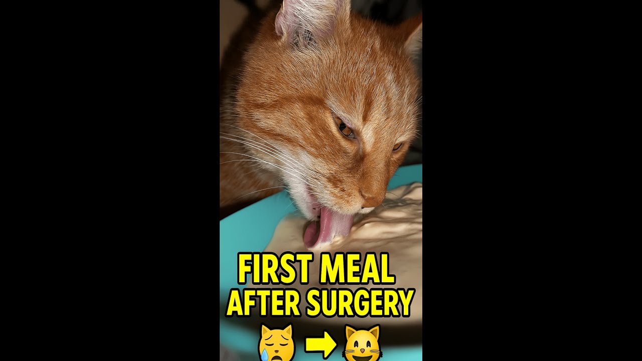 Calming Cat Moments — Cute Cats Live 😺💛 