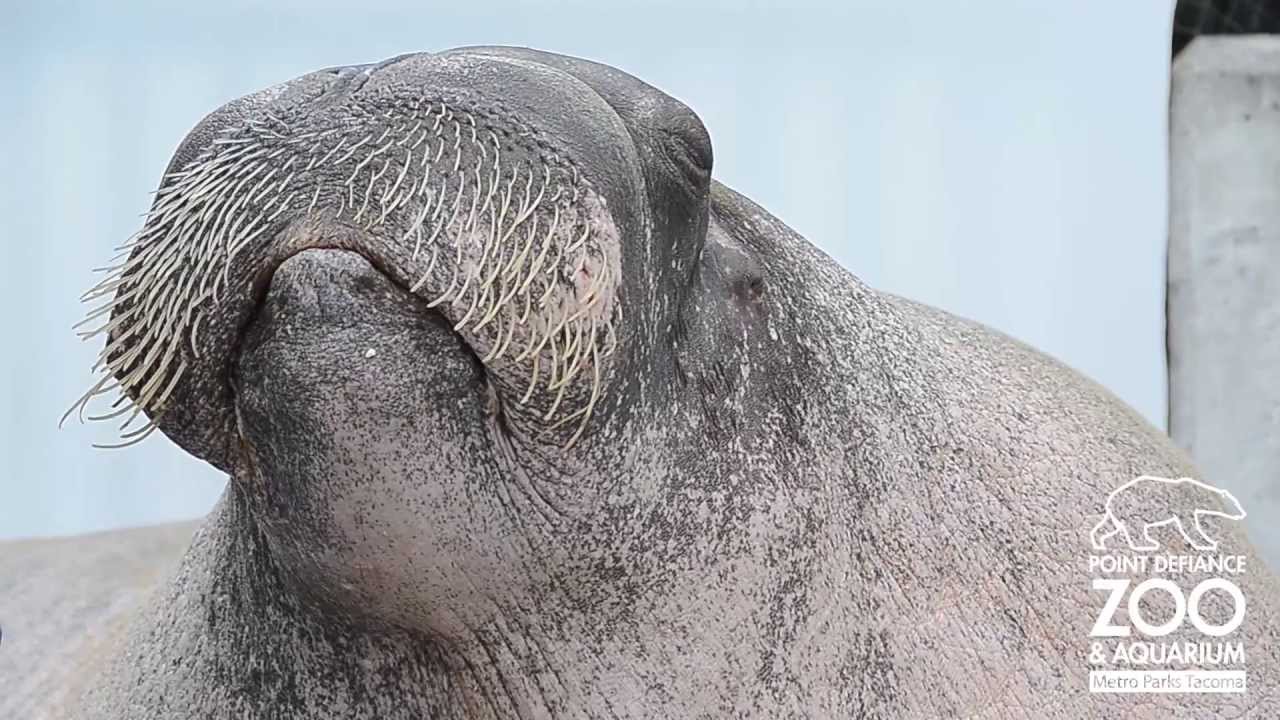 funny walrus gif