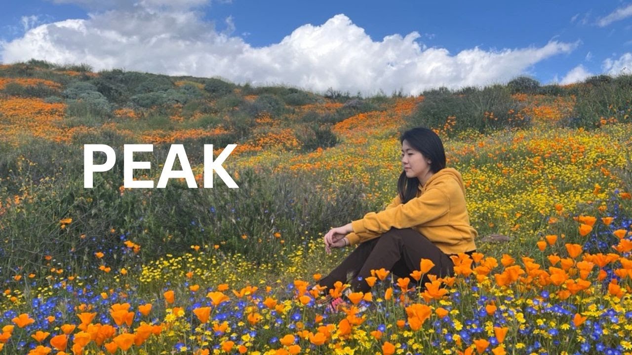  California Wildflower Hunt & Carlsbad Flower 