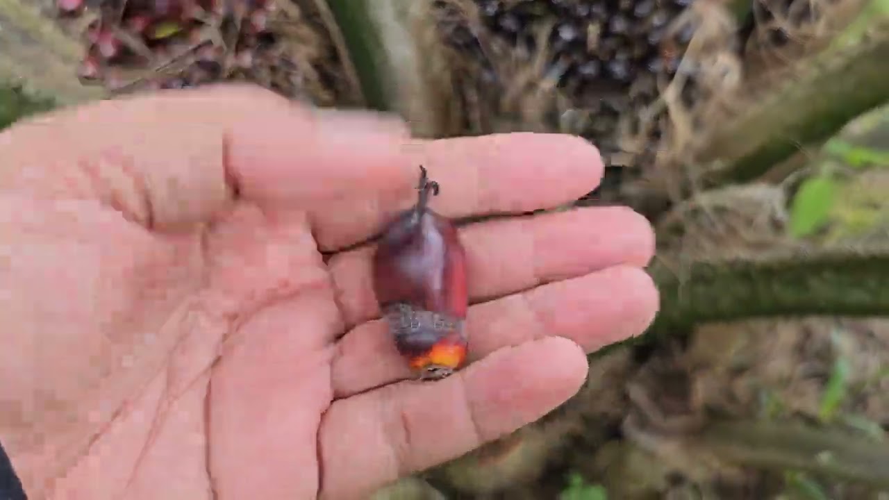 Socfindo Lame Kelapa sawit unggul dengan Buah yang muncul di setiap pelepah