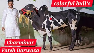 Pure Quality Deoni bull's in Hyderabad at Fateh darwaza charminar | Bade janwar available in Hyd