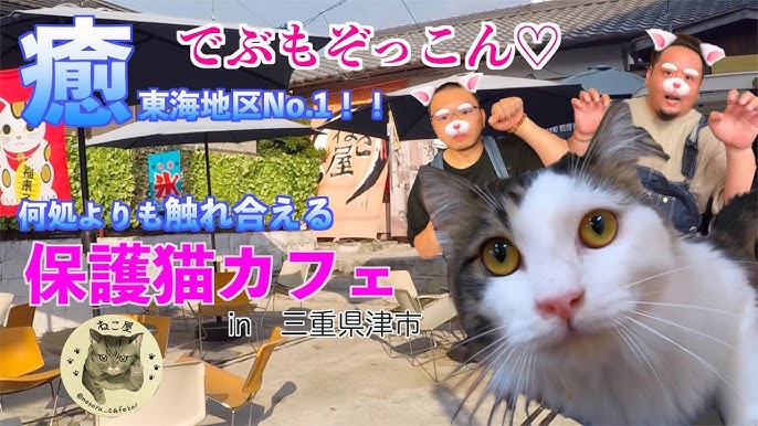 保護猫カフェ ねこ屋 津市江戸橋 Youtube