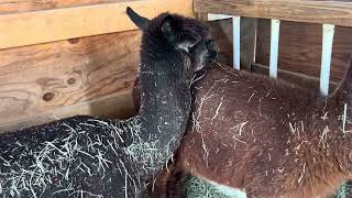 Original herd #farmlife #alpaca #babyalpaca