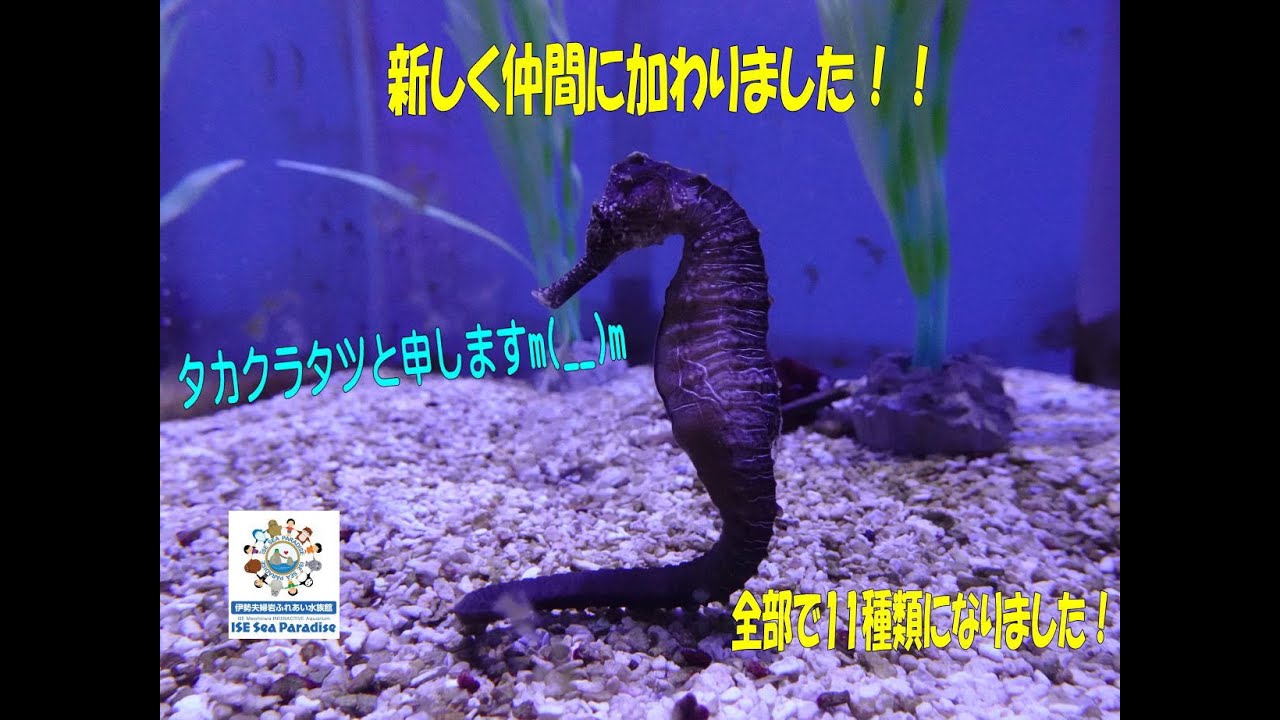 シーパラ　弁慶　ヒノエ お魚関連】新メンバー加入！！11種類になりました(^_^)v（伊勢シー
