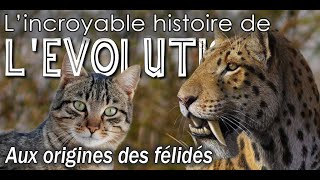 Aux origines des chats (félidés) - Évolution / Paléontologie - Simplex Paléo