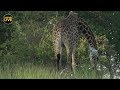 safariLIVE - Sunrise Safari - March 22, 2019