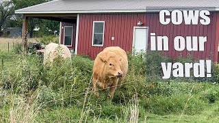 Helping our cows through drought. by Lorella - Plan Bee Orchard and Farm 446 views 1 year ago 8 minutes, 18 seconds