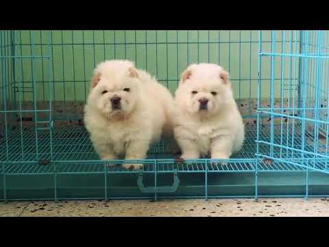 Droll Puppies For Sale In Bangalore