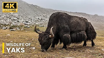 Wildlife Of Yaks | Ultra HD net geo wild documentary | wildwide life