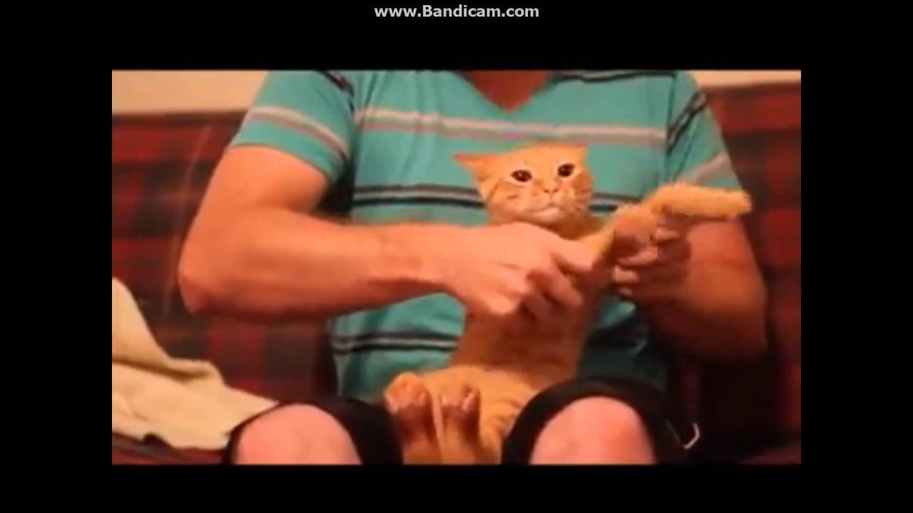 Omaha The Cat Dancer Torrent