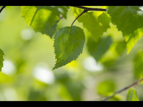 Música para meditar a profundidad