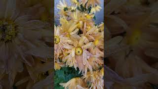 ❄️ Frozen chrysanthemums ❄️ #chrysanthemums