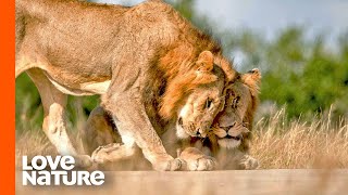 Two Lion Kings of The Nsefu Pride Are Inseparable | Love Nature