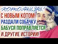 С НОВЫМ КÓТОМ! 😻 КОТОЖИЗНЬ!