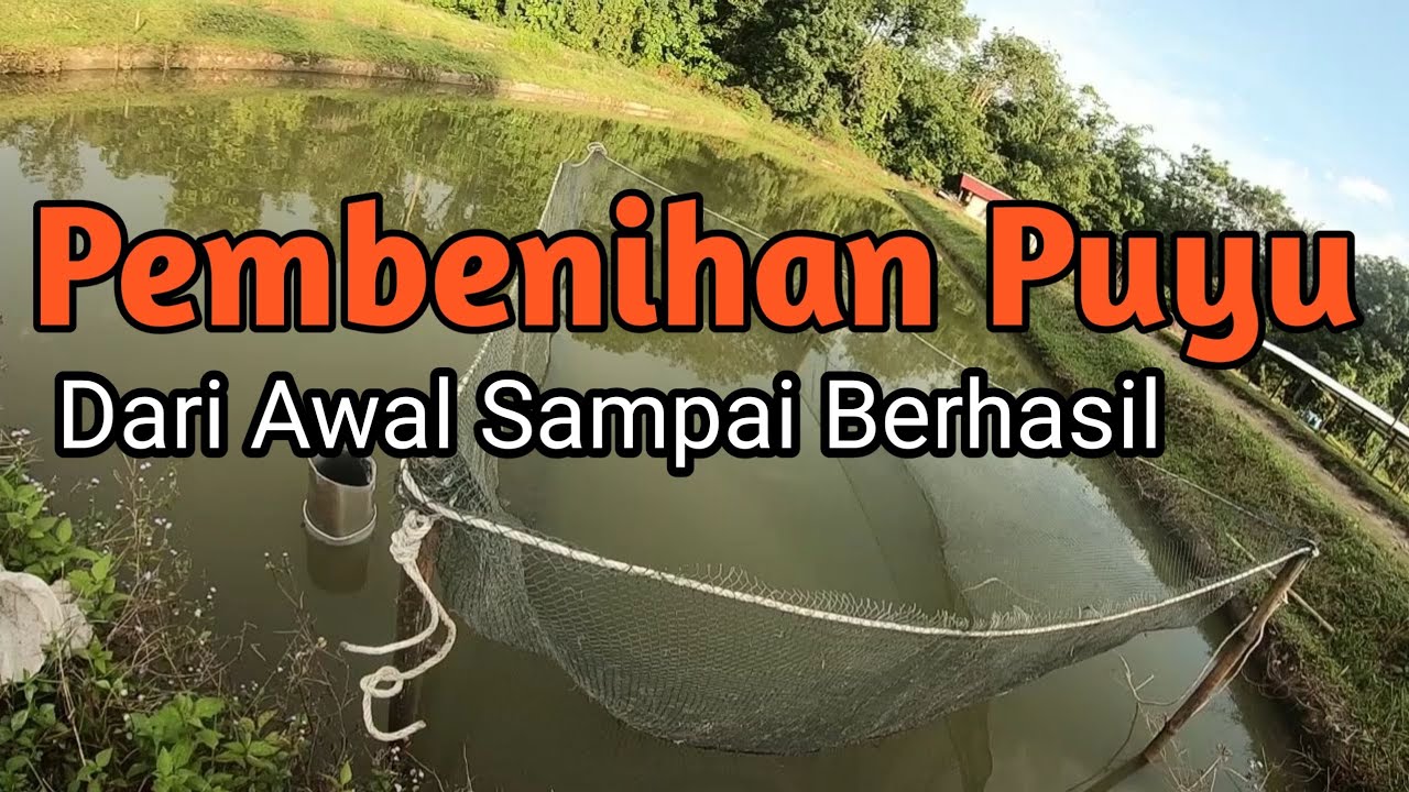 PEMBENIHAN PUYU LENGKAP