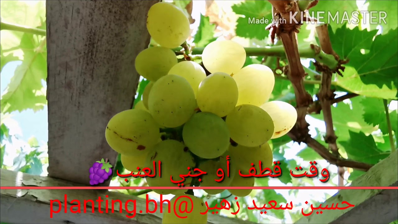 وقت قطف أو جني العنب وكيف أميز النظج