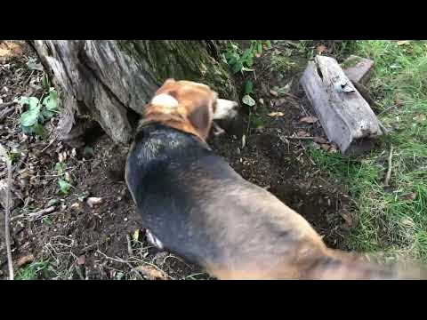 Trying to catch chipmunk-4 - YouTube