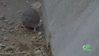 Rat Infestation Has Germantown Residents Begging City For Help