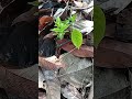 This Tiny Forest Creature Has Hundreds of Legs 😳