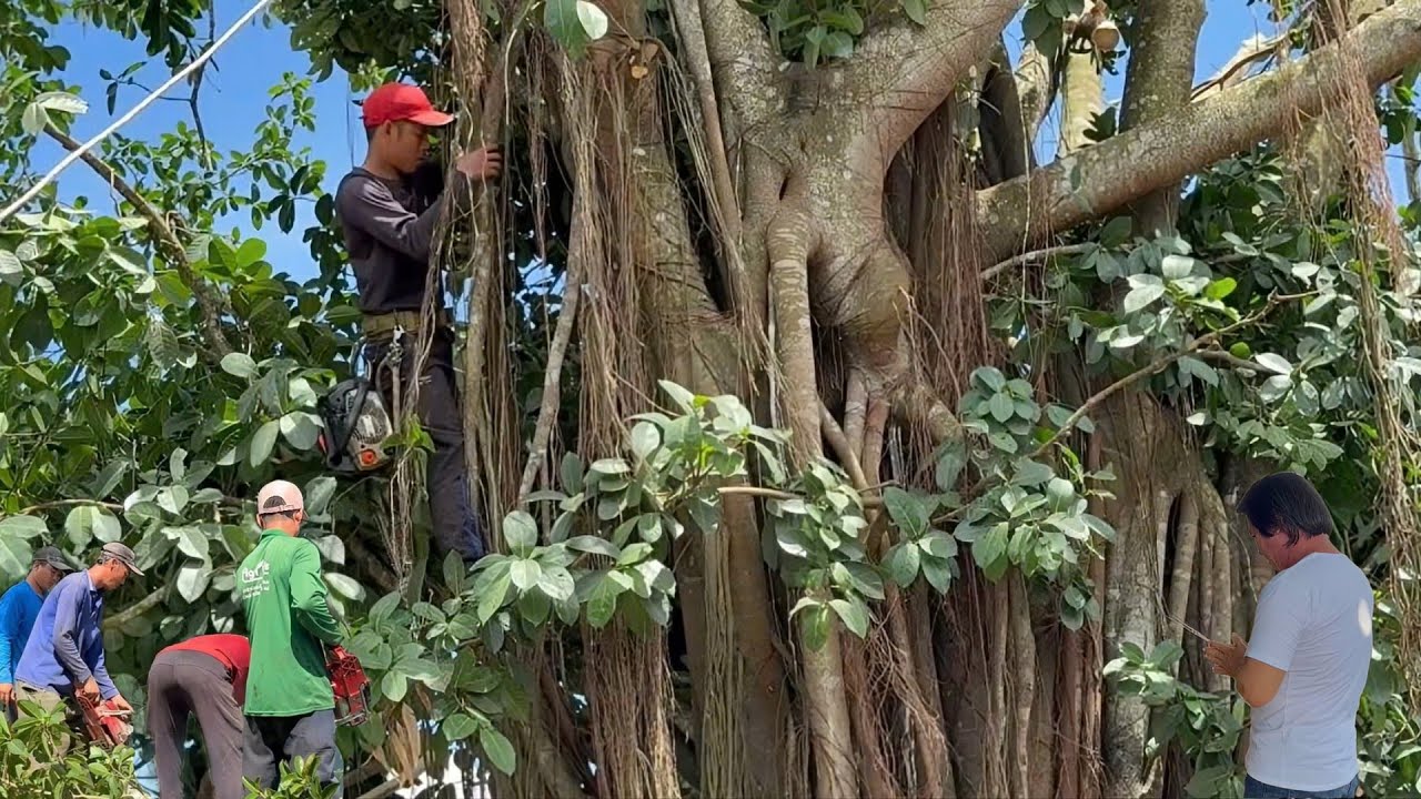 Cưa cây da long  siêu  khủng  ,Siêu  to  ,ở  chợ  vĩnh  hanh  .Cưa  cây  kỷ  thuật