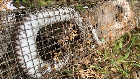 Săn Bắt Thành Công: Bẫy Rắn Trúng Rắn Luồng Bẫy Mới 40 Cái 