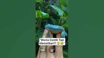 "Kecil Tapi Beracun! Fakta Gokil Katak Pohon ⚠️🐸" #shorts