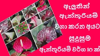 අලුතින් ඇන්තූූූූූූරියමි වගා කරන අයට සුදුසුම ඇන්තූරියමි වර්ග 10 ක් ....